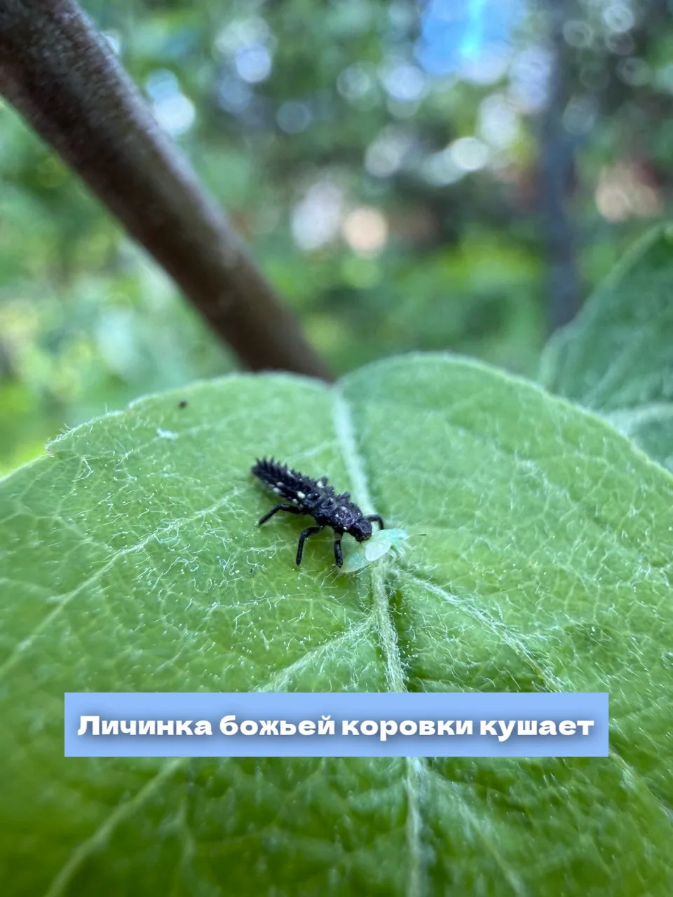 Незваные гости 🐛 

Наш куратор, Наталья Авдеева, прогулялась по своему саду с фотоаппаратом🕵️‍♀️🌿