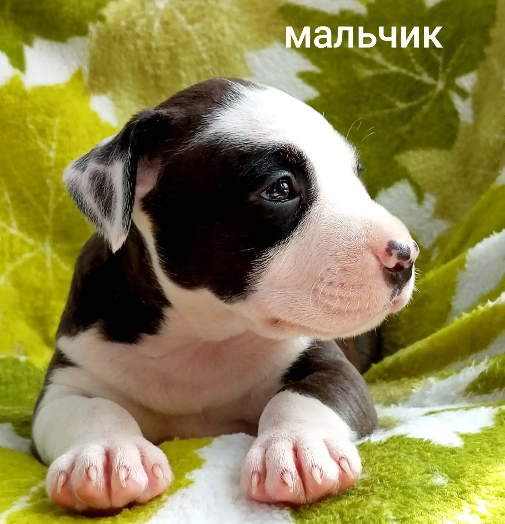 Готовы к продаже щенки Американского Стаффордширского  Терьера.
Рождённые  6.05.26.
Щенки  здоровые,
