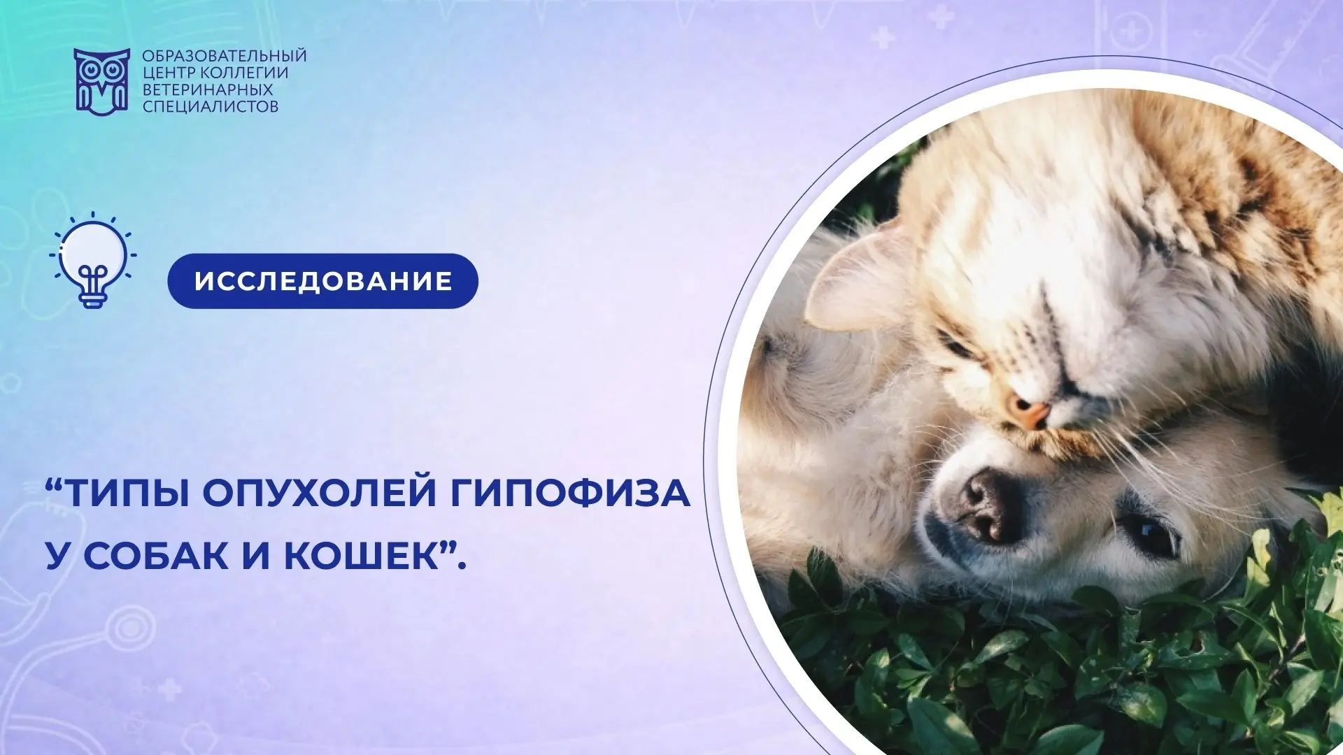 Сегодня мы вновь разбираем интересную статью «Типы опухолей гипофиза у собак и кошек/ Pituitary tumo