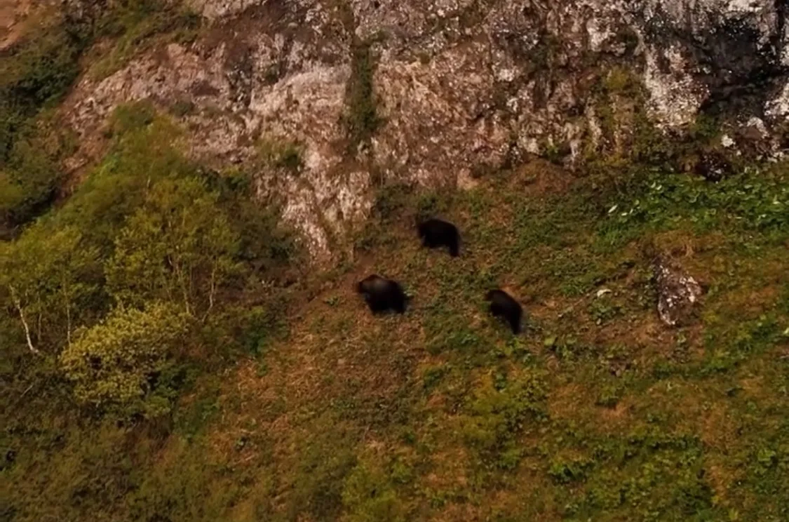 🐻🐻🐻ТРИ МЕДВЕДЯ

📍Сахалин, бухта Тихая, пик Смелый. Свежими кадрами поделилась Юлия Гуслякова в с