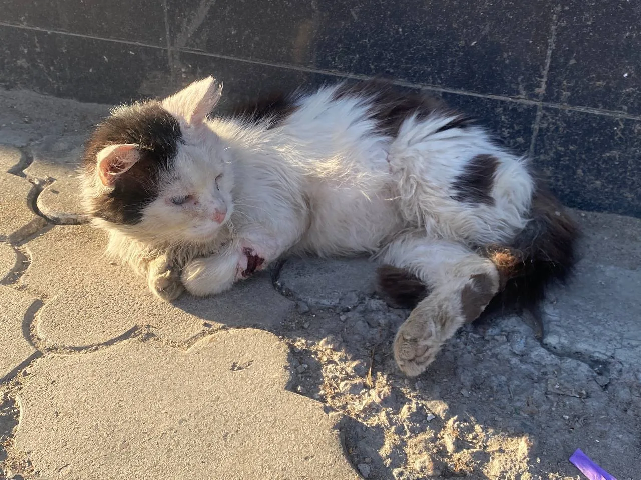Худой, с лишним и огромным животом, он гнил на улице 😭🚨🆘

Нужна помощь🆘🙏🏻

Его фото облетели д