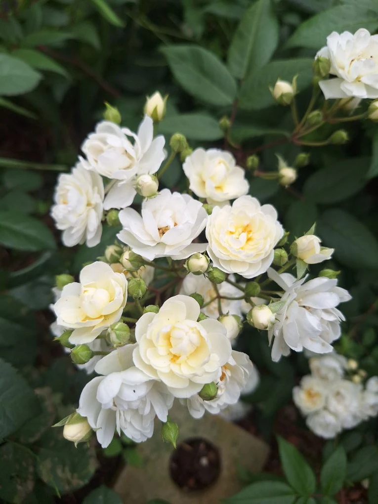 Доброе утро.🌼🌼🌼