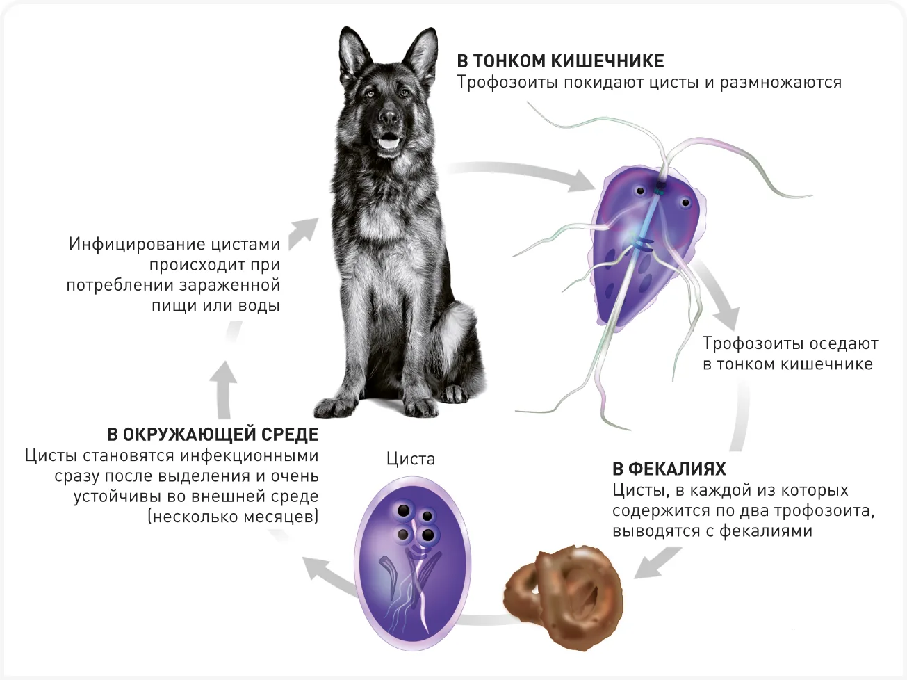 Лямблиоз — паразитное заболевание, которое возникает из-за одноклеточных жгутиковых микроорганизмов 