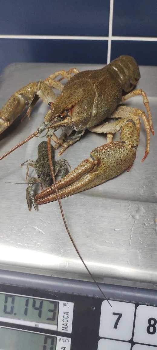 🦞 Новое поступление раков! 🦞
Живые, свежие, отборные — разных размеров: от средних, до крупных (ма