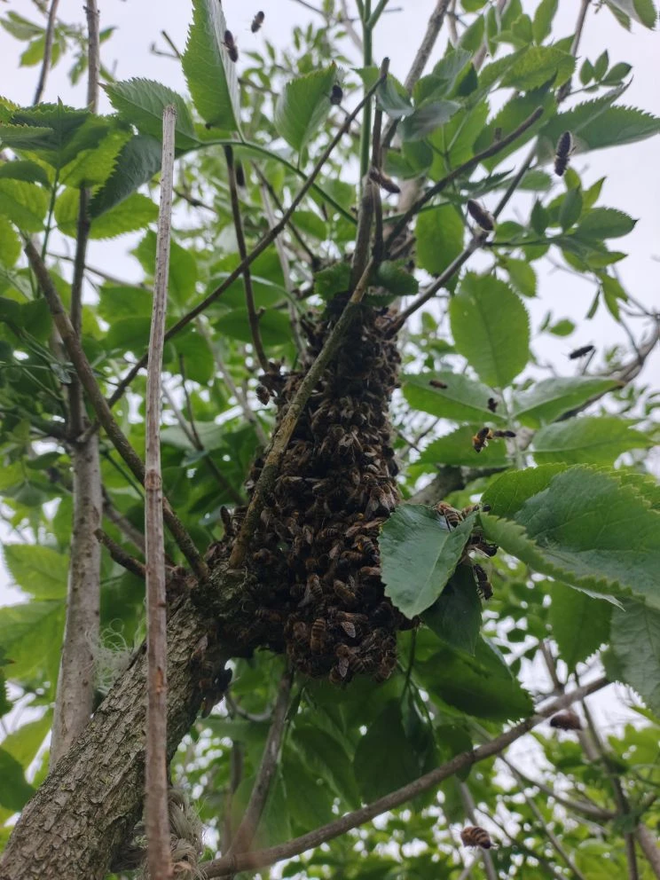 Сегодня снял рой пчел 🐝✨

Привет-привет! 😊 Что тут у нас сегодня на пасеке происходит? Я вот сейча