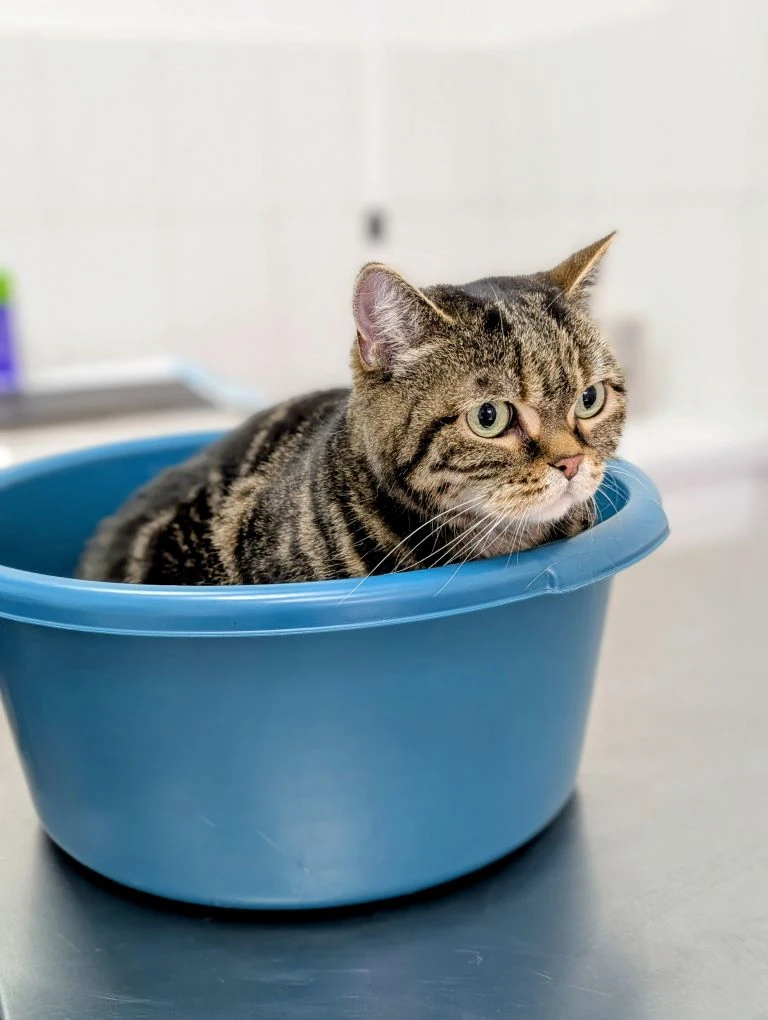 📦 Почему кошки фанатеют от коробок?

Спойлер: это не просто прихоть 🐱

1️⃣ Безопасность. В тесном 