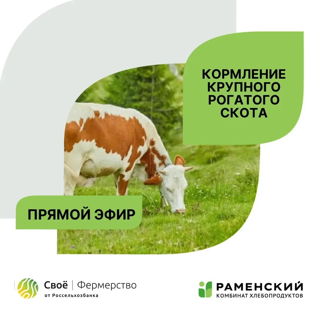 Как кормить КРС? Начиная от сухостоя и до конца лактации.

Приглашаем на прямой эфир, который мы про