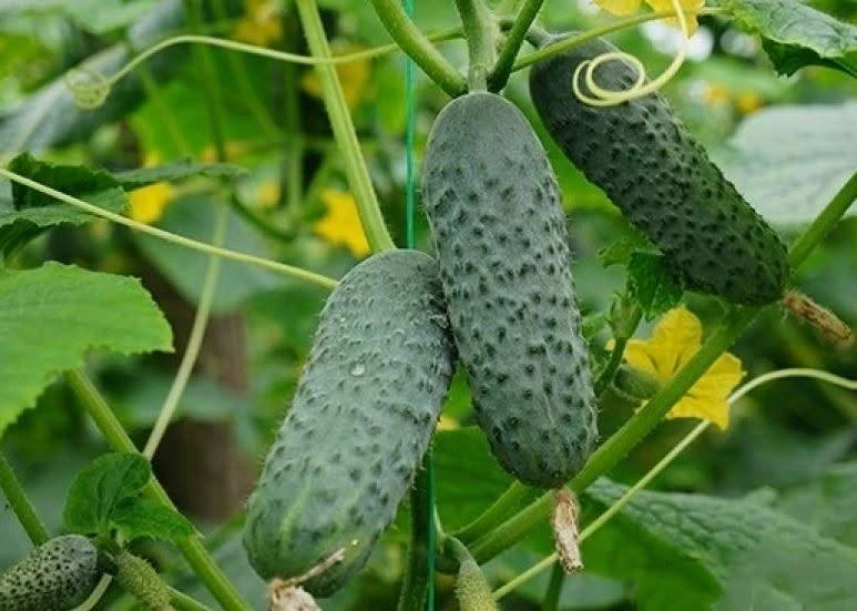 🥒 Огурец — настоящий санитар нашего организма!

Летом хрустящий огурец с грядки — главный гость на 