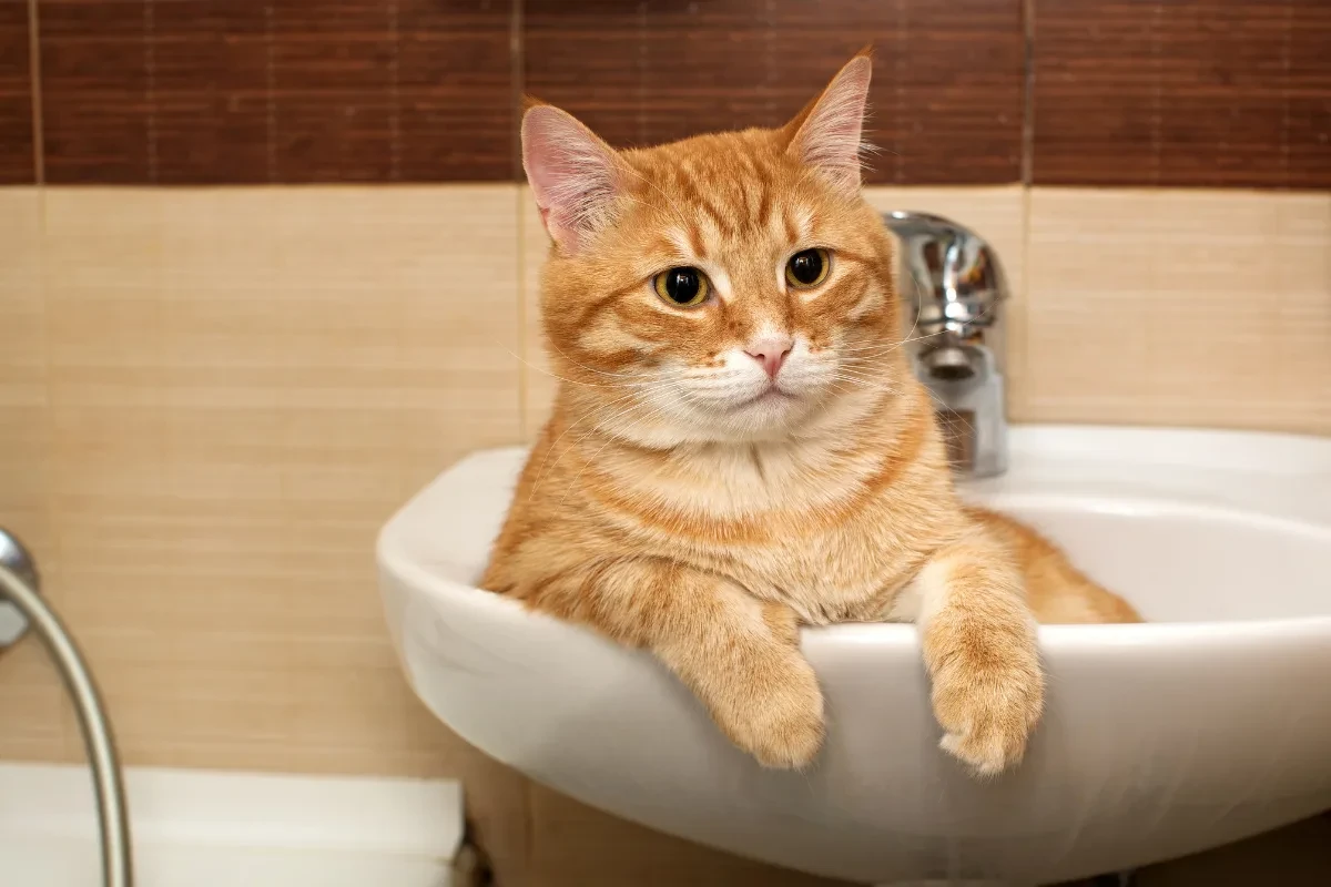 😱 В некоторых районах Энгельса без предупреждения отключили воду

Горожане массово сообщают об отсу