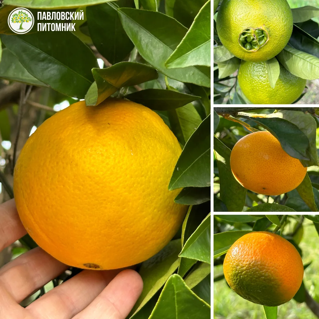 🍊 Комнатные мандарины и апельсины: цитрусовые, которые умеют удивлять

Кажется, что мандарин или ап