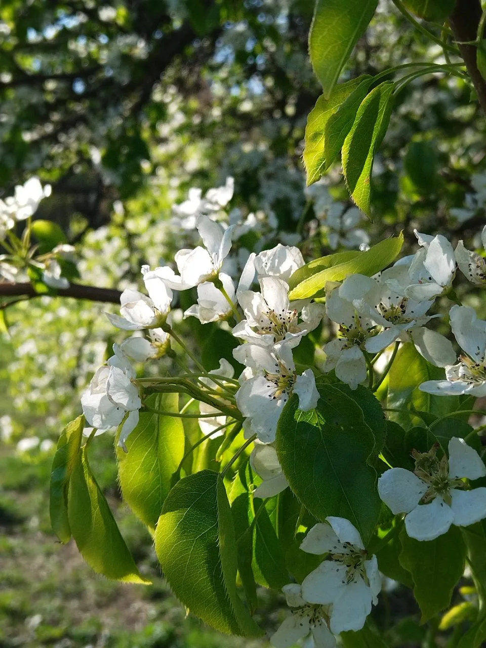 Парк им. Юрия Лужкова 🌸

📸 Мистер Йогуртов
#юао #нагатино #нагатиносадовники