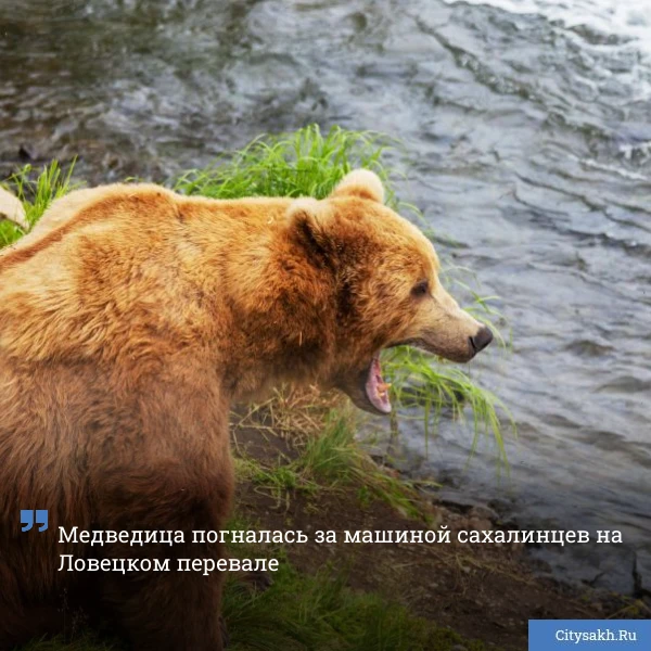 🐻 Свидетелями агрессивного поведения молодой медведицы сегодня в первой половине дня стала семейная
