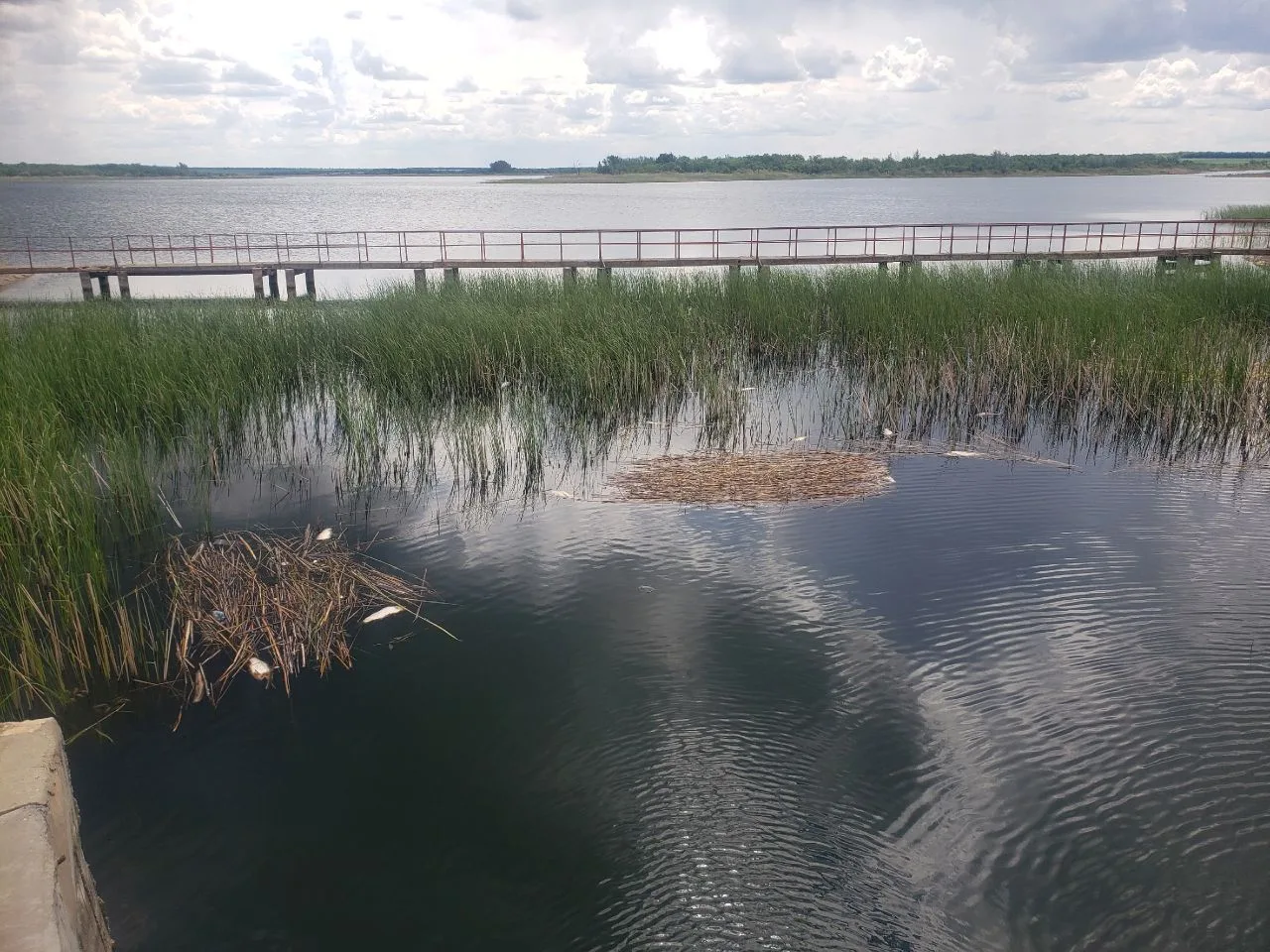 В Большеглушицком водохранилище обнаружено большое количество крупной мёртвой рыбы.

Раньше подобных