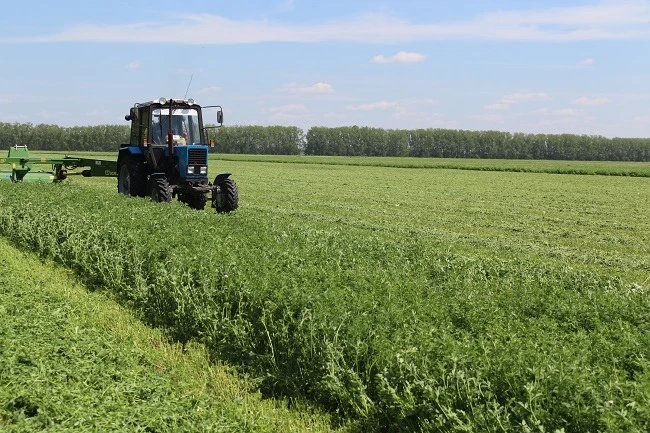 🌾В регионе продолжается заготовка грубых и сочных кормов

Ведется скашивание однолетних культур и м