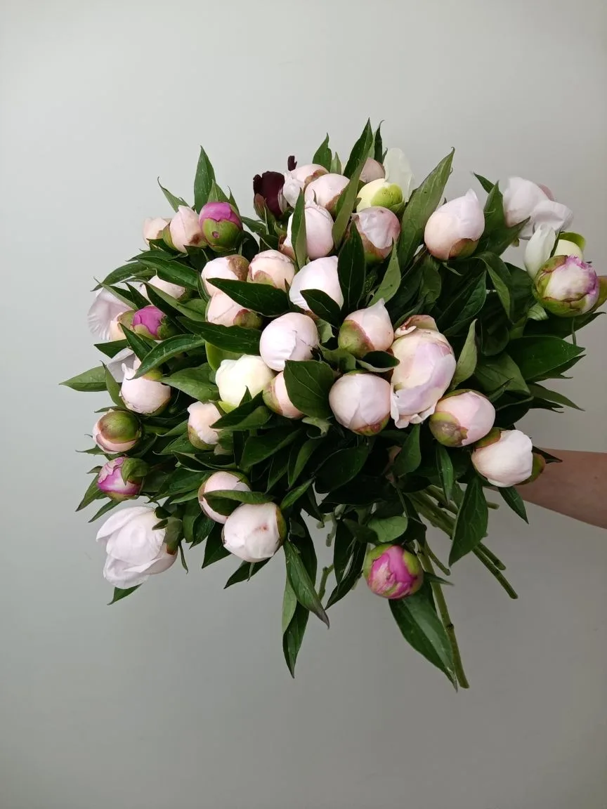 С началом рабочей недели!

Пионы в наличии 😍😍😍

Цветы на бульваре
г. Серпухов бульвар 65 Лет Побе