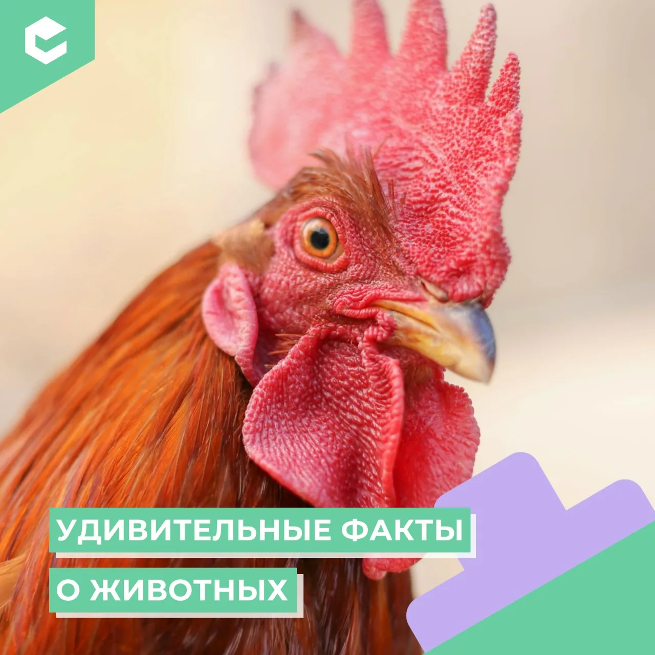• Петухи не глохнут от собственного крика.
У них есть природная защита: при запрокидывании головы во