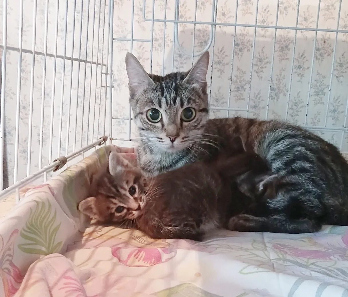 В приюте новое поступление. 
Кошка с двумя котятами. 

Были выброшены в кусты несколько дней назад, 
