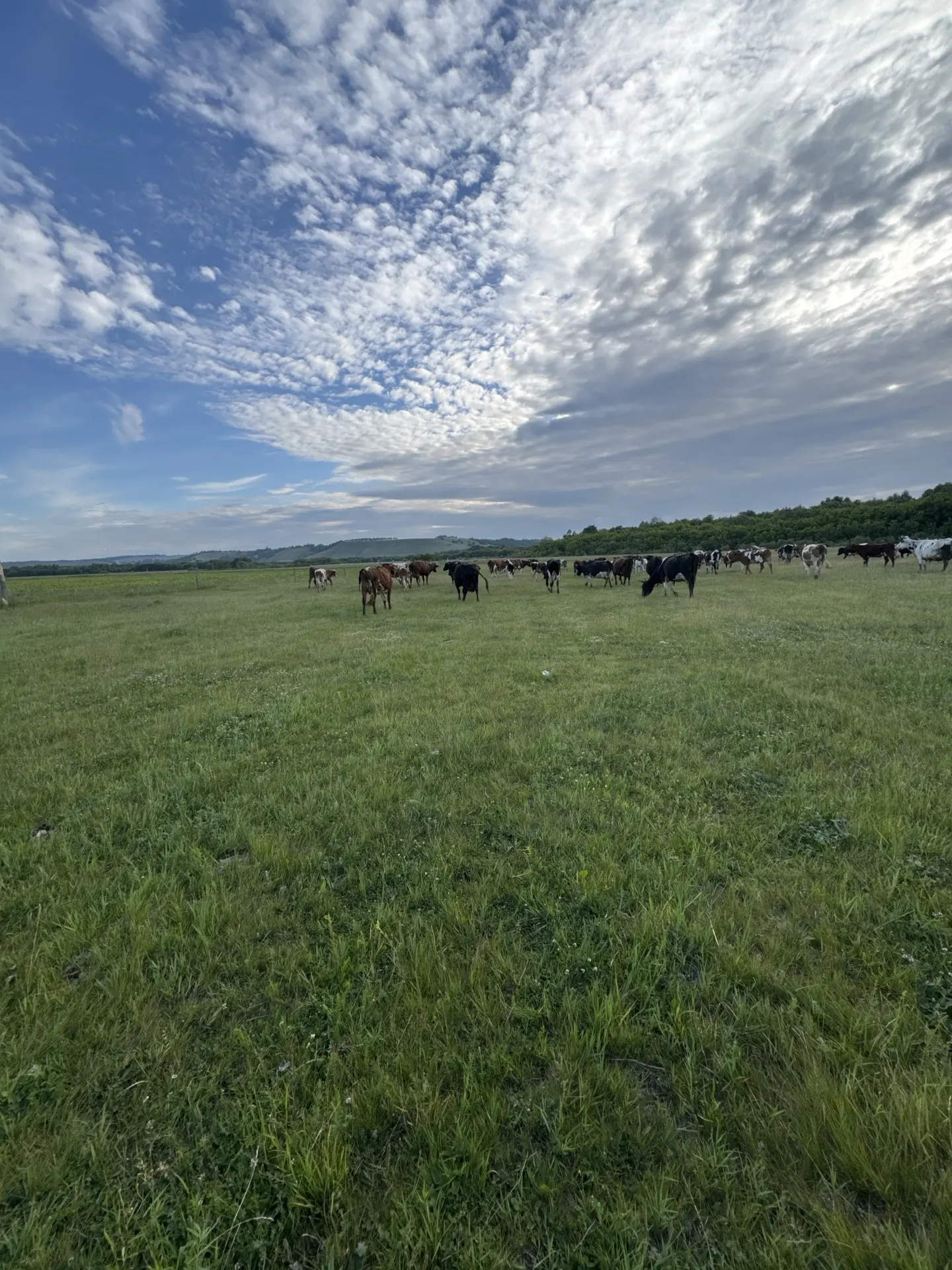 Коту 4 нче кон🐄🐮🌅