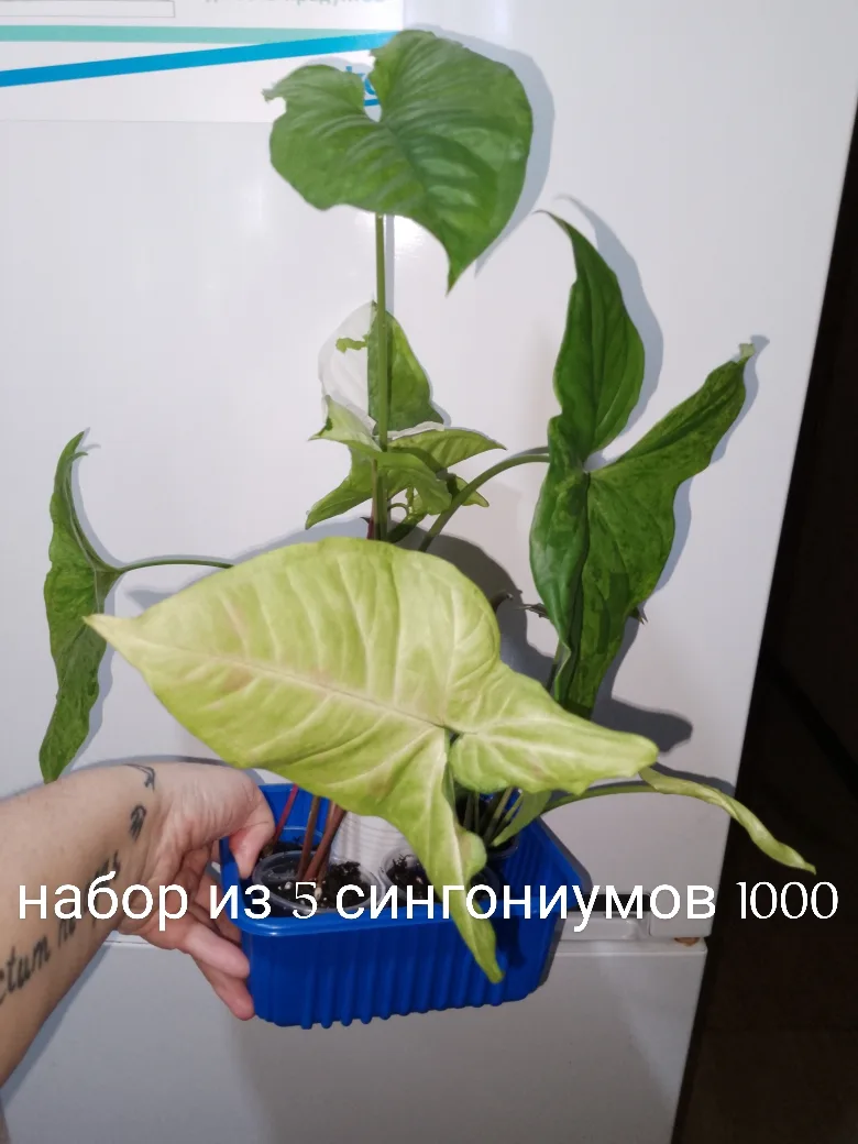 Набор сингониумов. Саратов. Отправлю. 89649982036