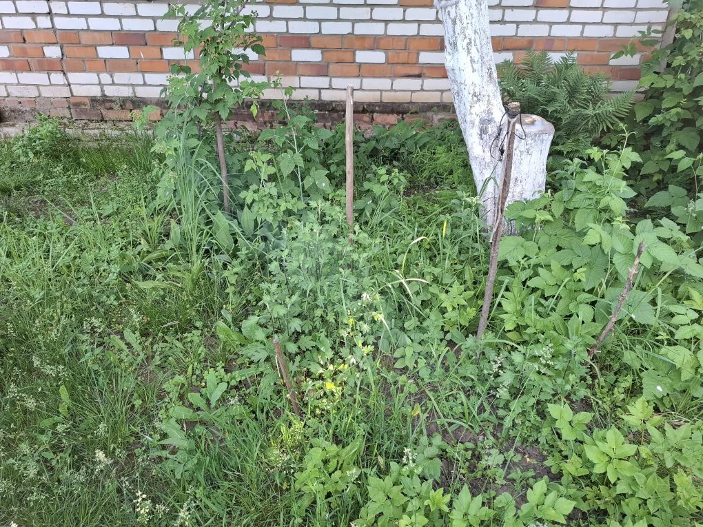Ещё одно До/После 
Хризантемы 🧐