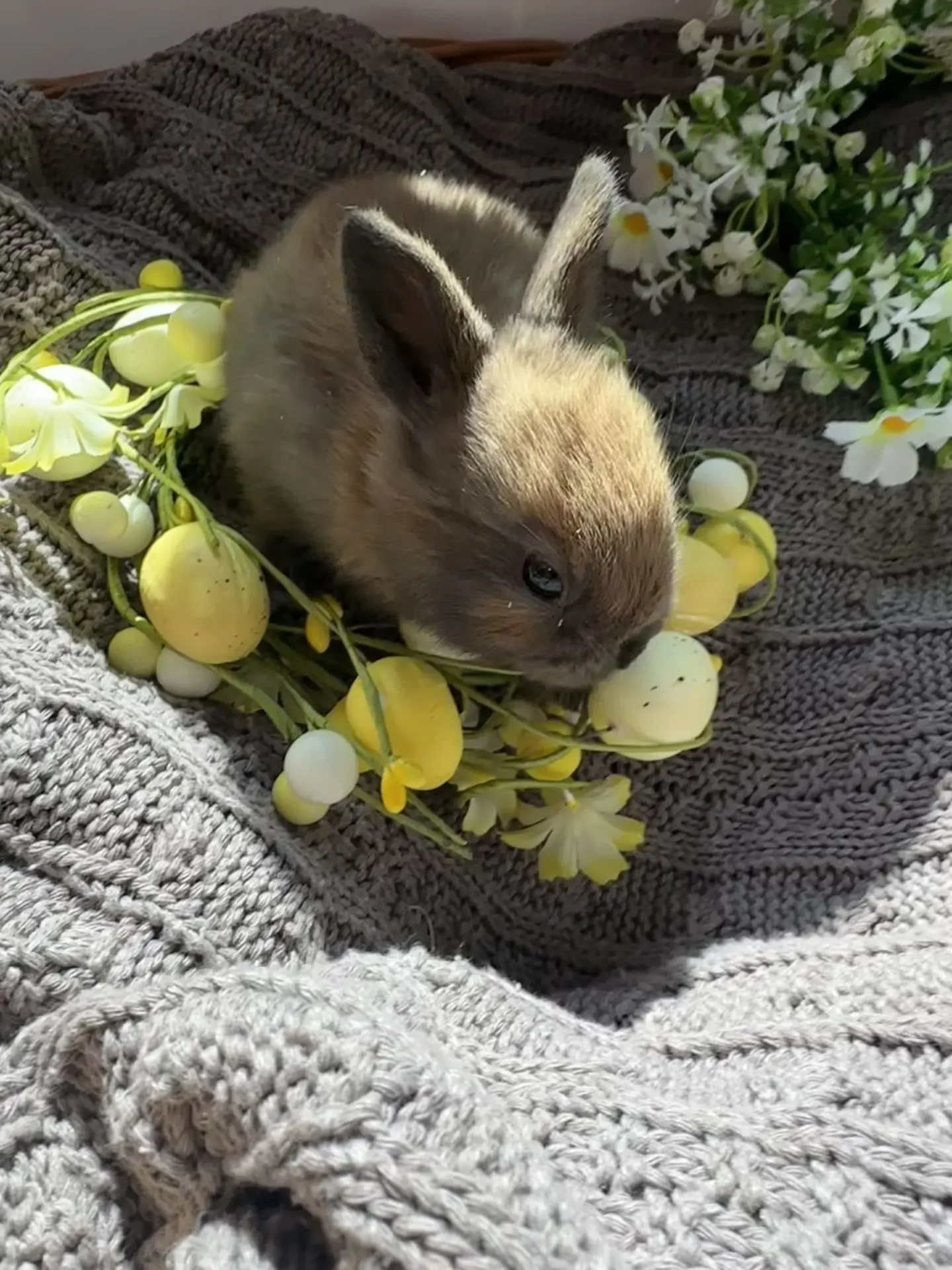 Мимимишности вам с утра 🐰

Устроила малышам фотосессию.
Нам ~20 дней!

1-5 📸 #кролики

*рокермэна 
