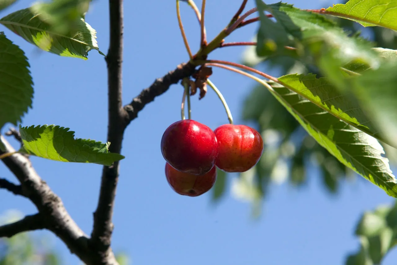 🍒 Черешня может улучшить состояние кожи и ногтей

Диетологи напоминают, что сезонная ягода богата в