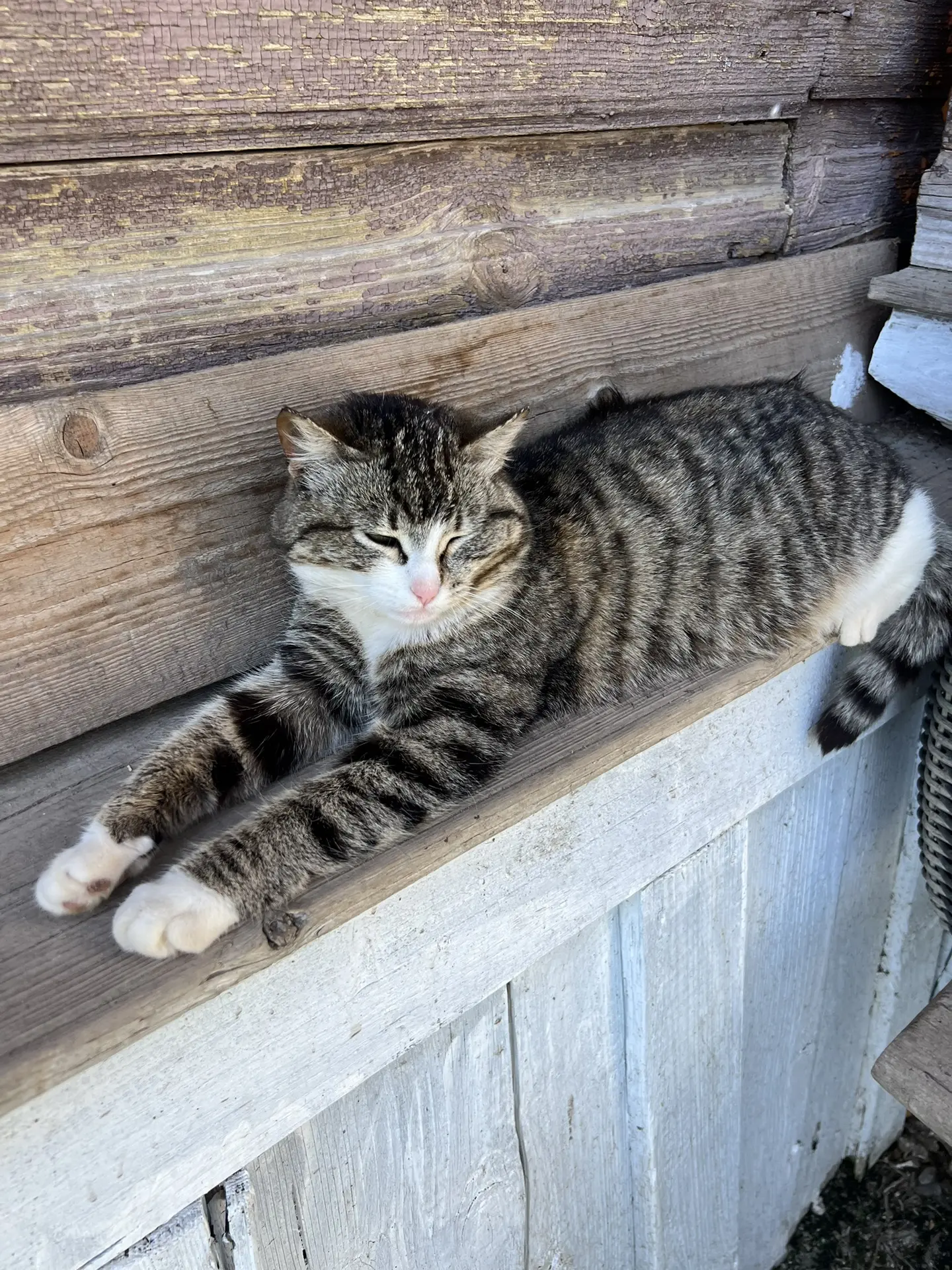 У нас 4 кошки/кота 

Больше не хотелось 😂