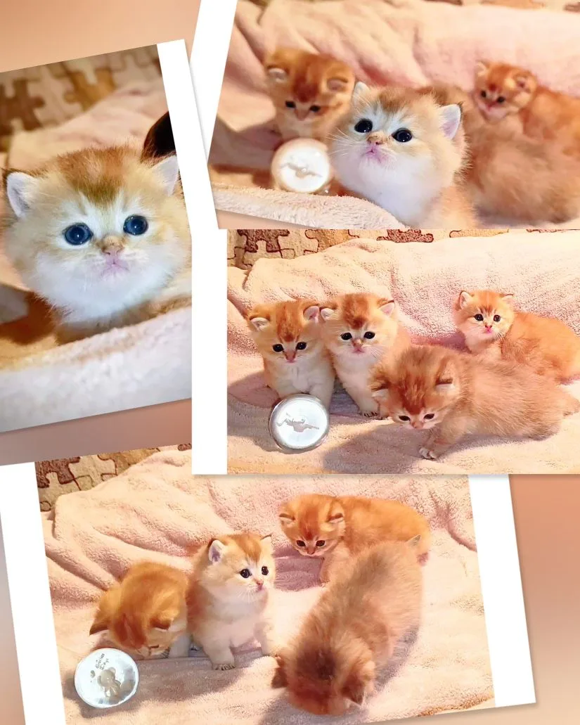 😻😻😻 ПОРОДИСТЫЕ БРИТАНСКИЕ КОТЯТА В ЗОЛОТОМ ОКРАСЕ🔥

🥰🥰🥰  набивные мягкие шубки🥰🥰😘

Готовы 