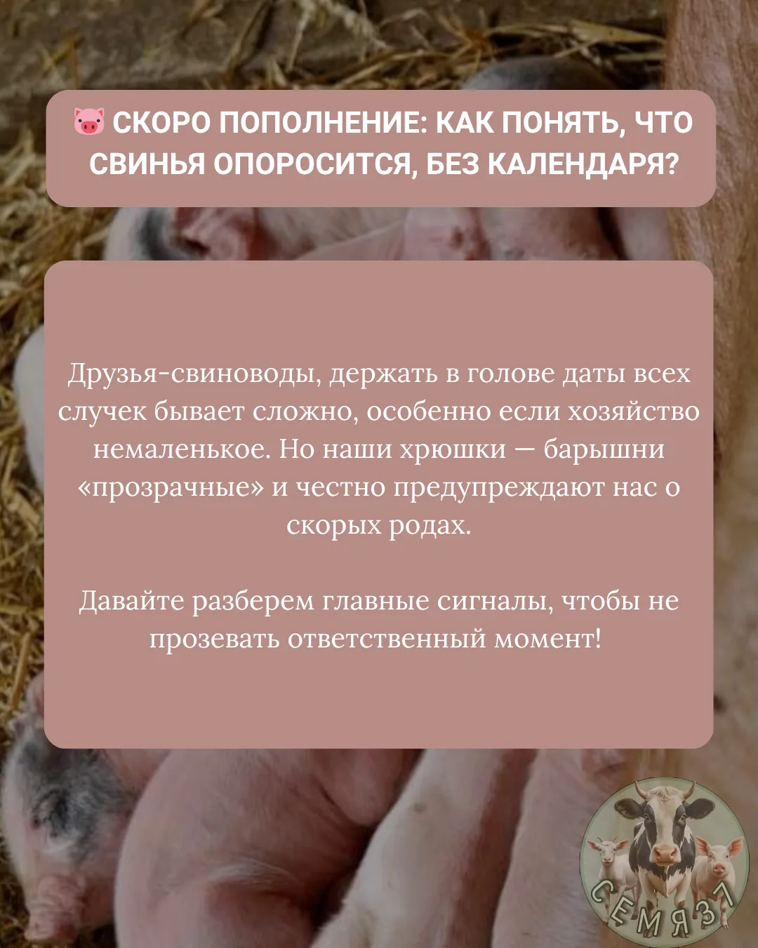 А по каким признакам вы определяете скорый опорос у своих свинок? Делитесь опытом в комментариях! 👇