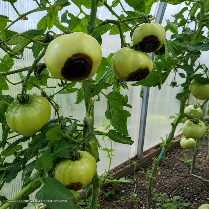 🍅 ЧЕСТНО, Я ДУМАЛА, ЧТО УРОЖАЙ УЖЕ НЕ СПАСТИ...

Когда на первых томатах появились черные пятна сни
