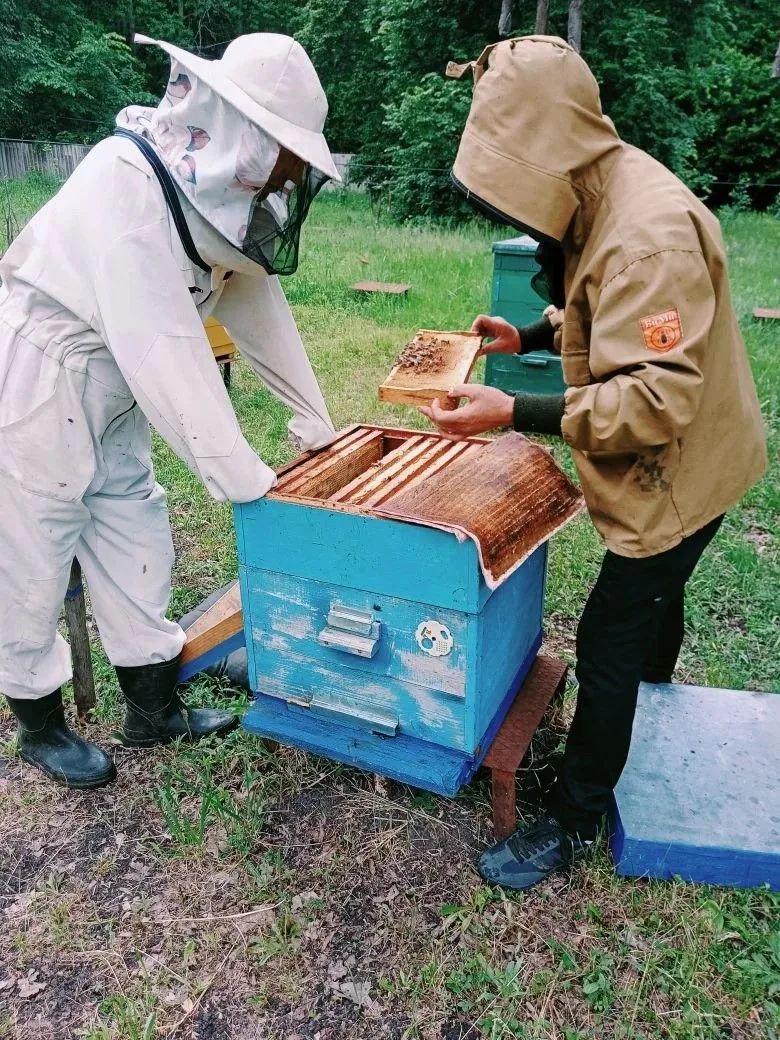Варроатоз: Невидимая Угроза Пчелиным Семьям                                                🐝Варроат
