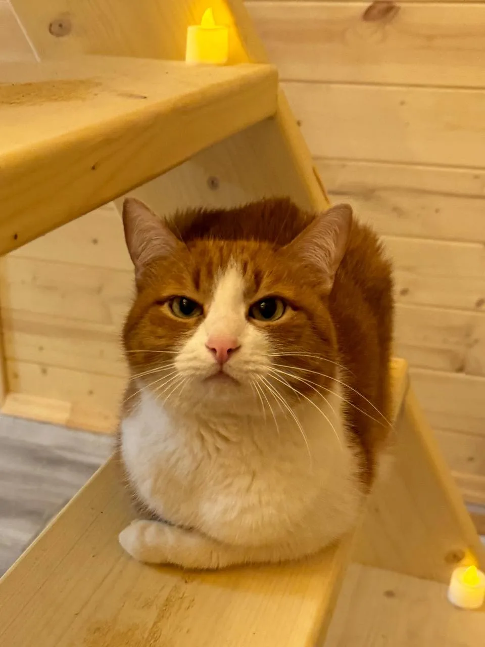 Про заезд с животными/
🐱🐶🐥
Животных мы любим! К нам с 
ними можно! Доплата за один
хвостик 1500₽ 