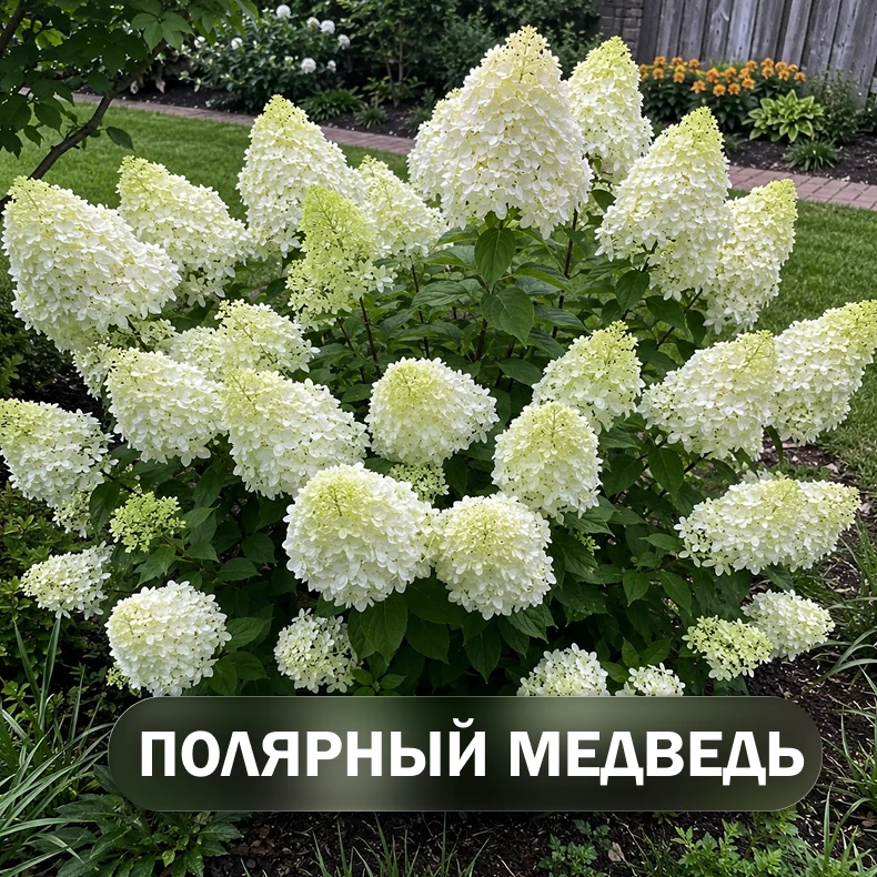 Именно эти растения не дают саду потерять краски до осени 🌺

Бывает, что участок всё ещё выглядит у