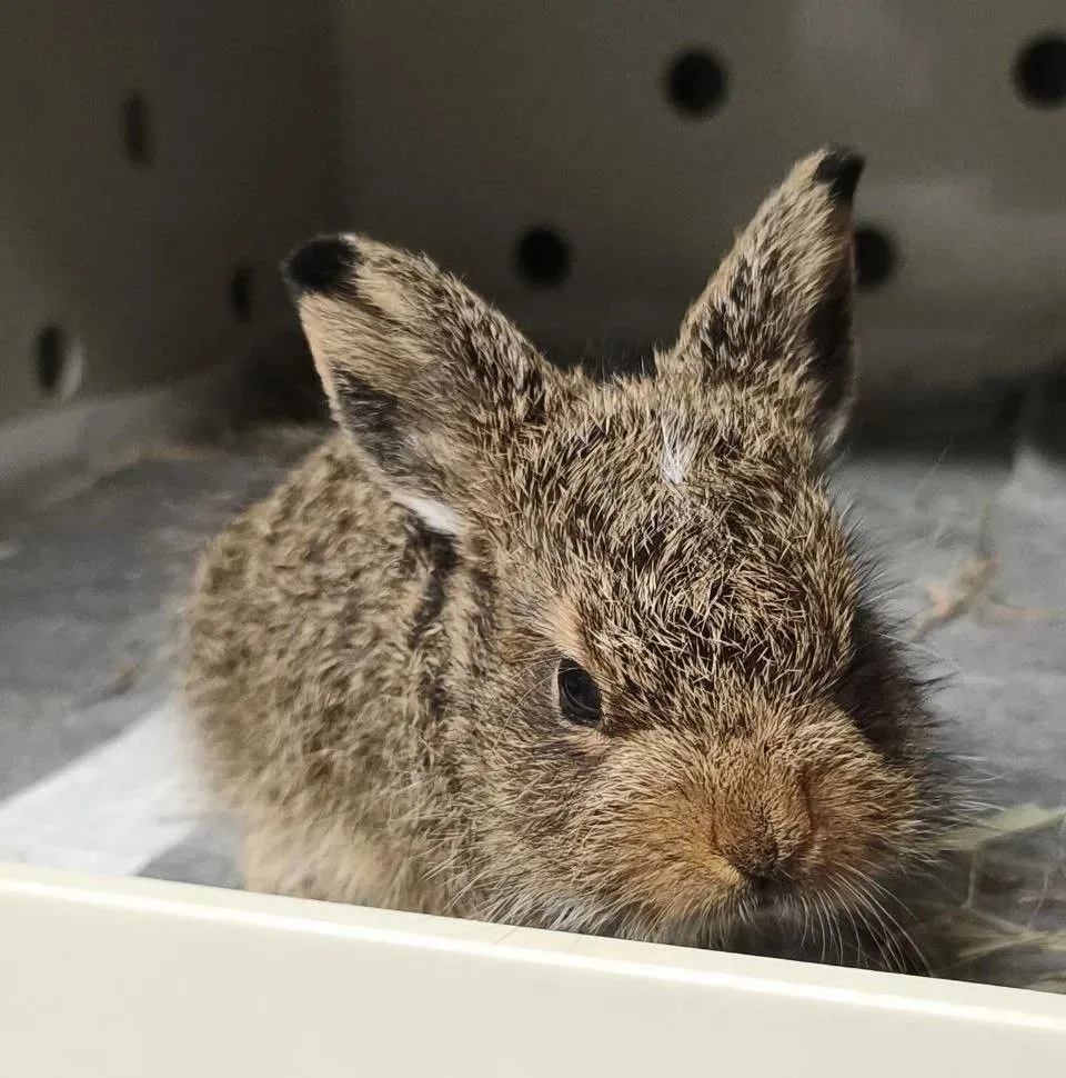 🐰 Не трогайте зайчат: экологи просят не забирать детёнышей из леса и с дач

Найденного на садовом у
