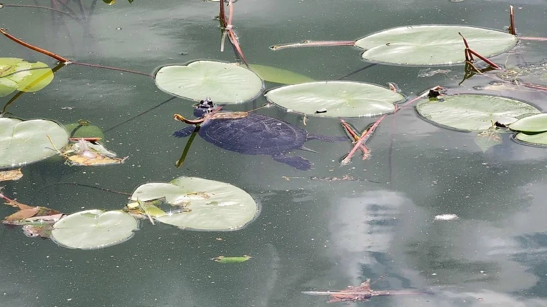 🐢 Раменское: краснокнижная черепаха вышла погреться — но её вид под угрозой из-за людей 
 
Европейс