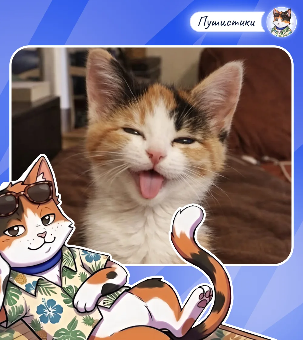 🐾 Час ночи. Кошка, которая весь день спала клубочком, внезапно срывается с места и начинает носитьс