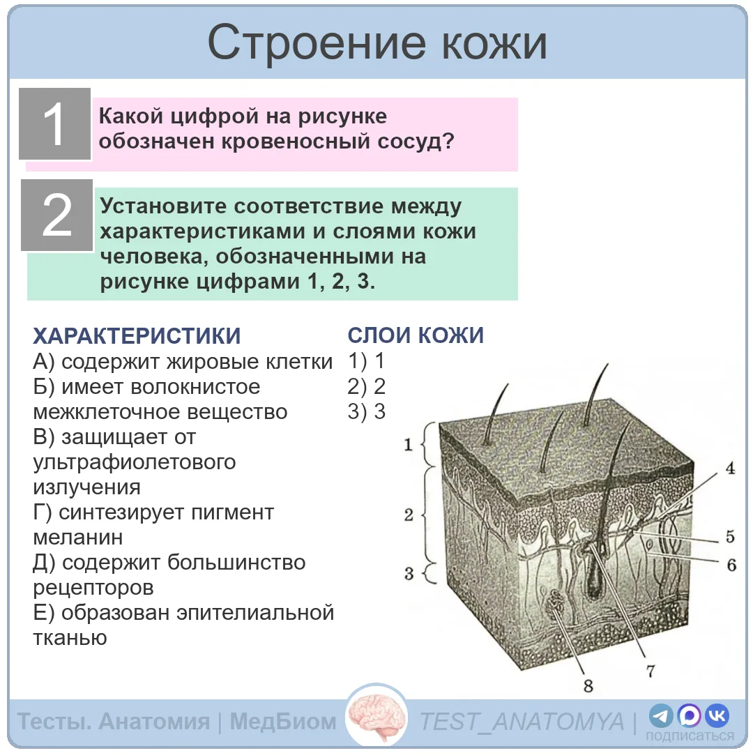 Строение кожи
