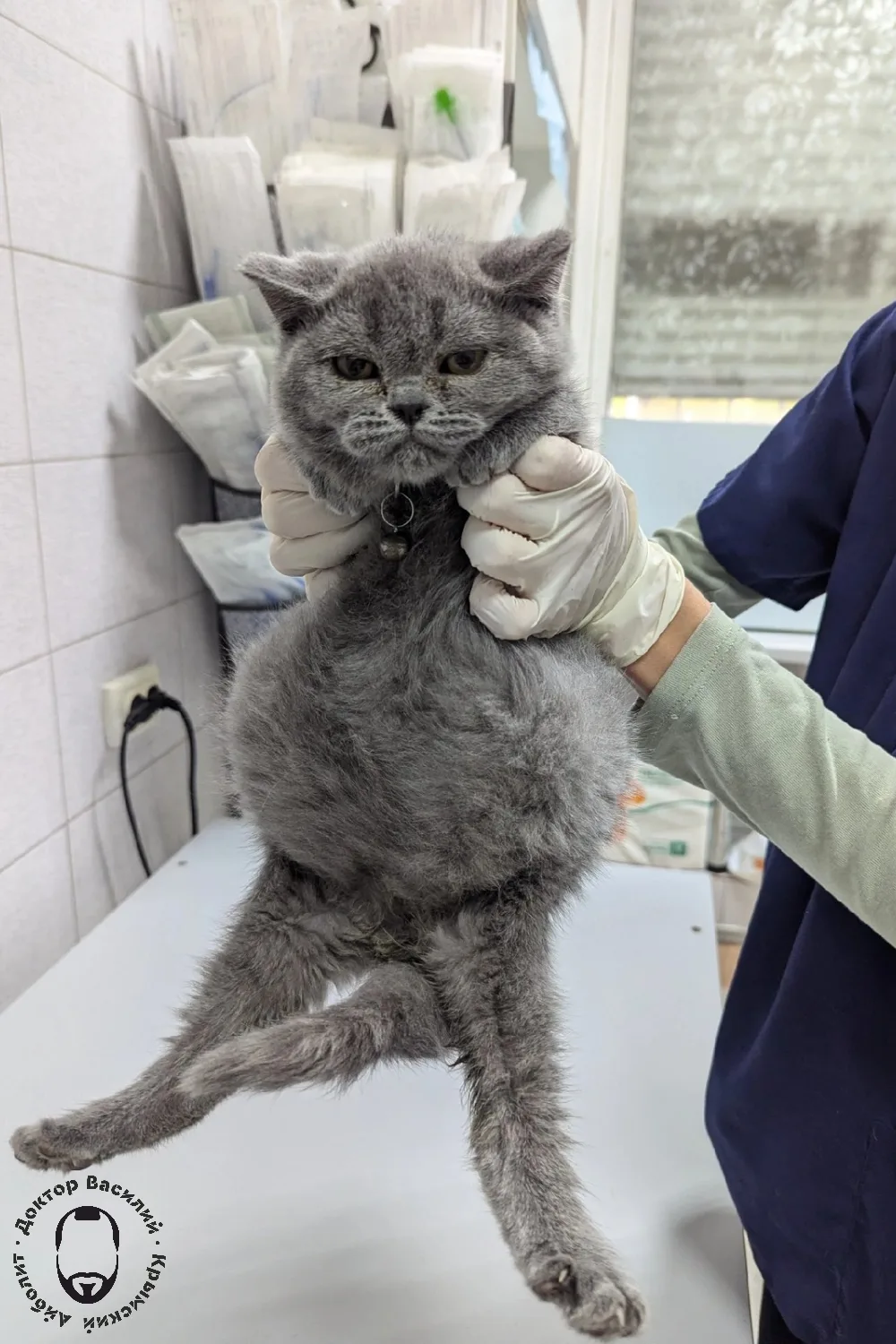 ИНФЕКЦИОННЫЙ ПЕРИТОНИТ КОШЕК (FIP). 

Это тяжёлое заболевание . Развивается вследствие мутации безоп