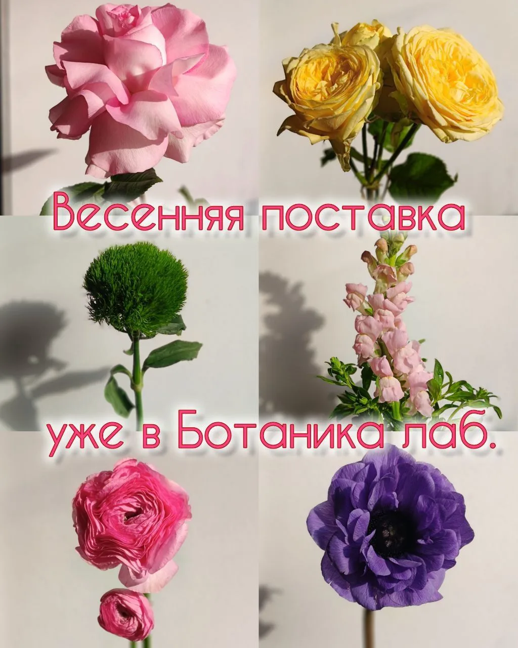 Весенняя поставка уже у нас!
Только посмотрите на эти эндорфиновые краски!

Торопитесь, количество о