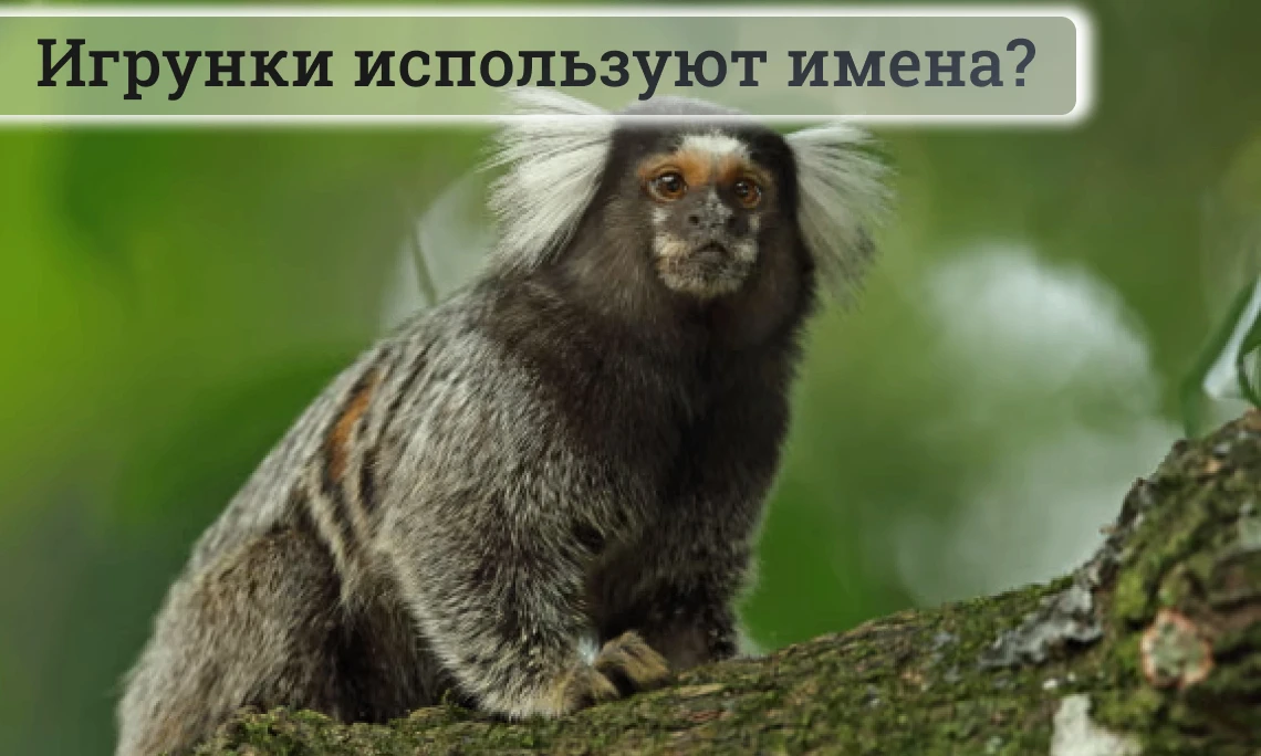 🐒 У игрунок есть «имена» друг для друга — исследование

Учёные из Еврейского университета в Иерусал