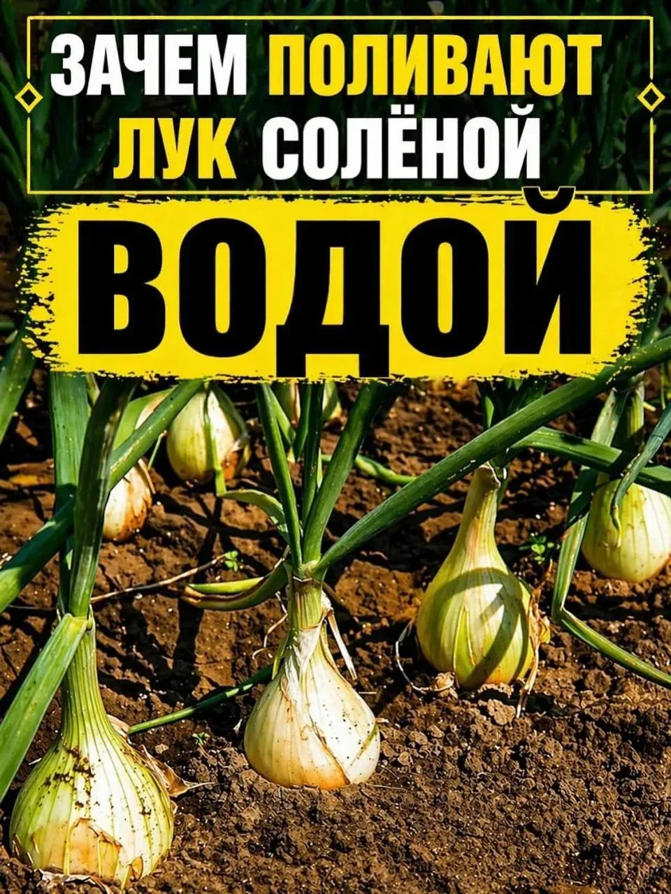 Зачем поливать лук соленой водой?

Перья желтеют, вянут, а рост почти остановился? Причина в луковой