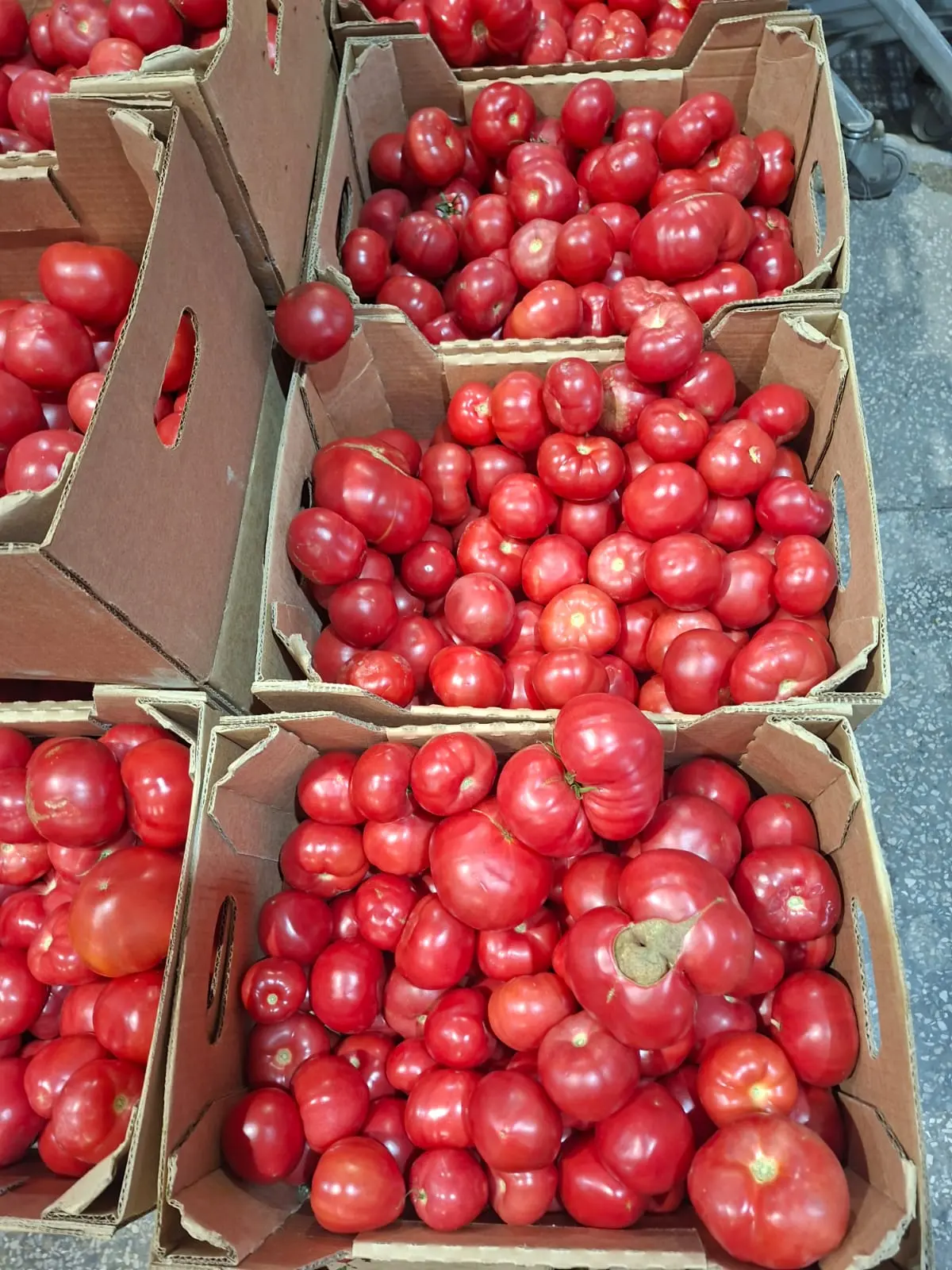 ‼️уже в продаже ‼️Томат. Цена 109₽