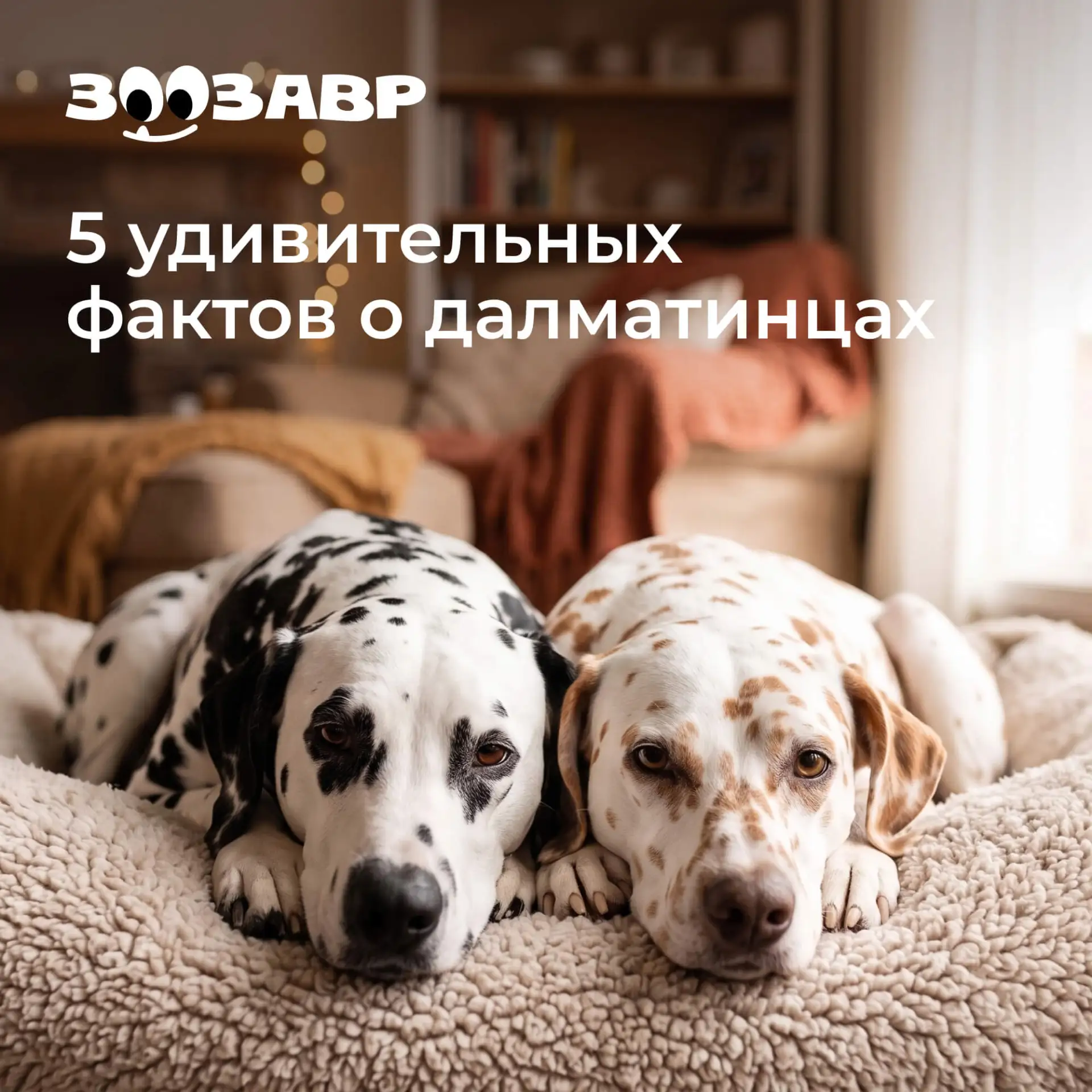 5 удивительных фактов о далматинах! 🐾Любите эту породу?