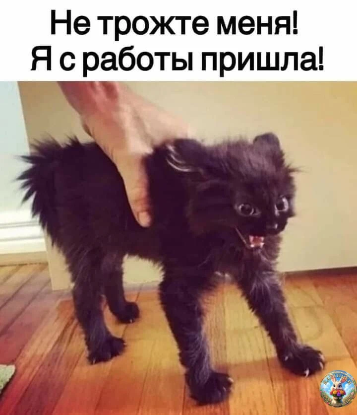 Картинки для настроения😊 | Юмор