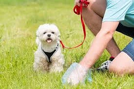 🐶Уборка за животным на газоне: что важно знать
Почему это важно?
🌿Чистота и порядок — залог красот