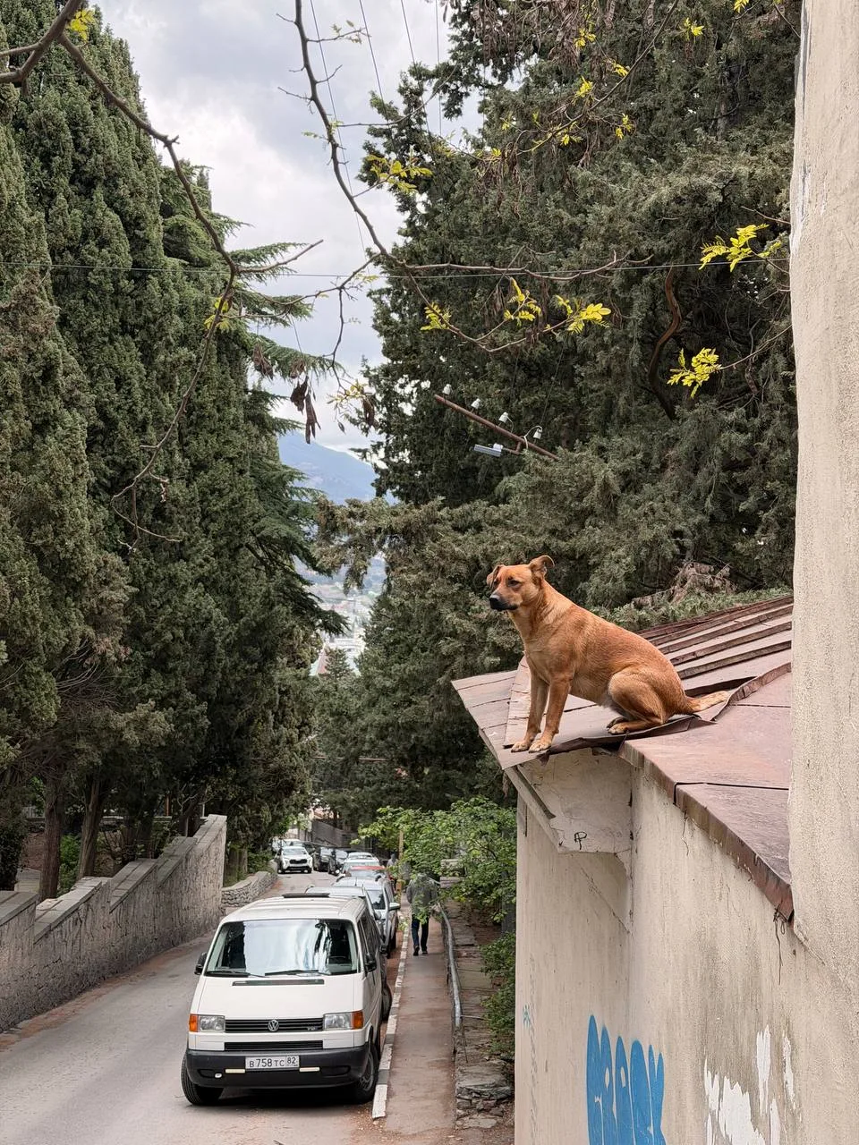 🐶Ничего необычного: просто ялтинский пёс наслаждается видом с крыши.

Мы в MAX