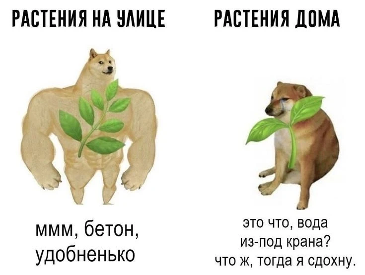 Купила фикус. Думала, буду как та девушка из Pinterest — в белом халате, с чашкой матча и зелёным уг