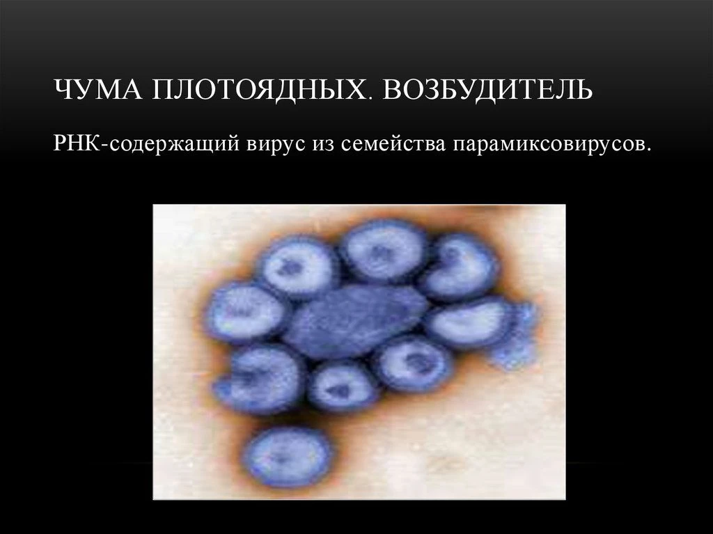 📌Чума плотоядных — острая или подострая контагиозная вирусная болезнь, проявляющаяся лихорадкой, ка