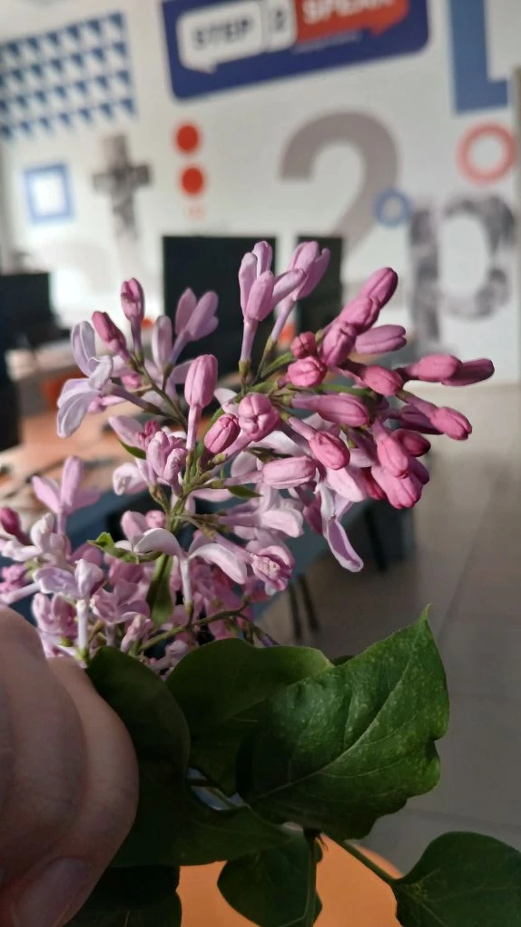 Говорят, что искали меня по всей школе, чтобы вручить цветочек.
Говорят, что цветок добыли на физкул