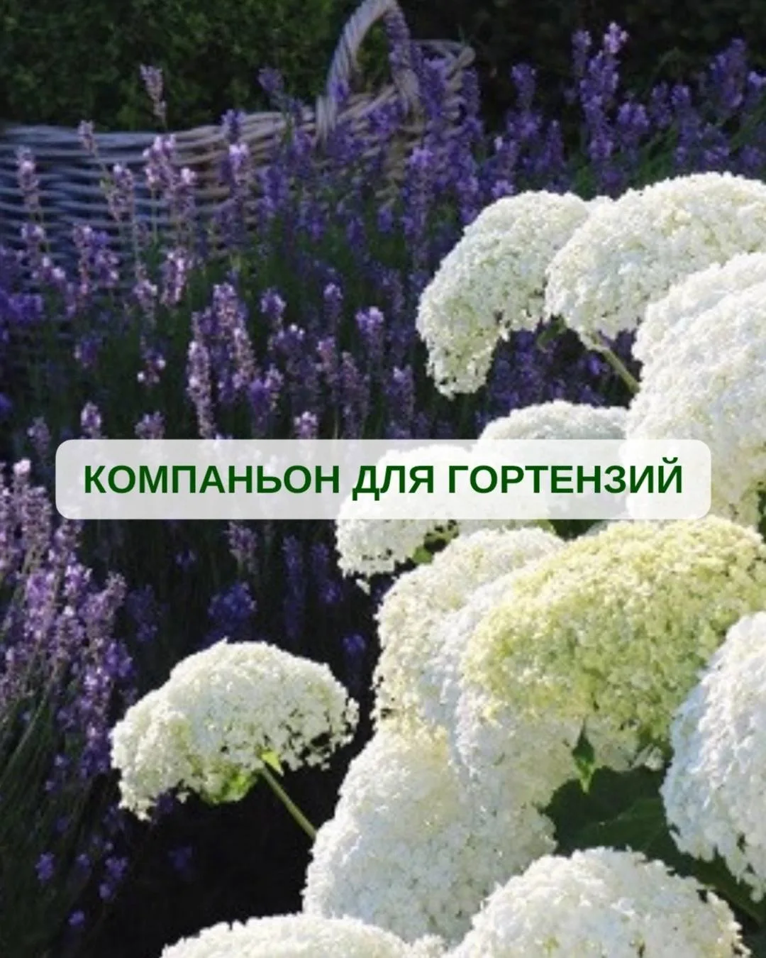🌺 Гортензии в саду: кого позвать в соседи? 🌺

Мечтаете о клумбе с гортензией как в английском саду